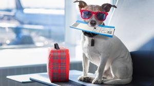 Passaporto per il cane: tutte le informazioni che hai bisogno