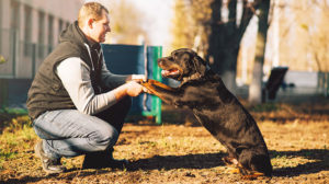 Addestrare un cane: un legame emotivo senza precedenti