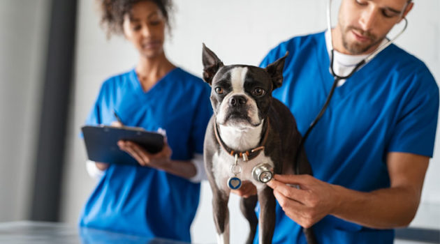 certificato-di-buona-salute-del-cane-cani-da-amare