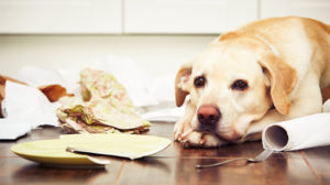 Igiene in casa: cosa fare con un cane in casa