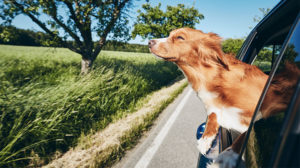 Viaggiare con il cane: una mano arriva da Uber Pet!