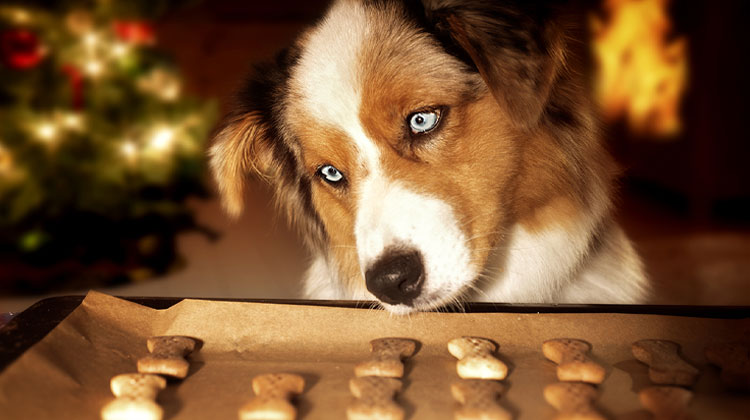 Biscotti per cani: 5 ricette per cani golosi