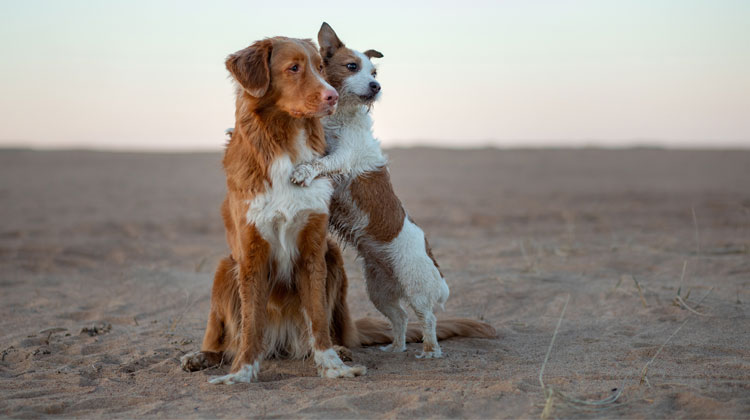 Storie di cani: l'amore secondo loro