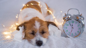 Cani a Capodanno: torna la tortura dei botti