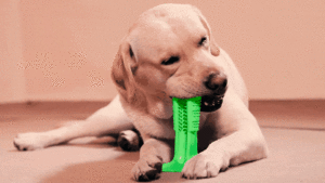 spazzolino da denti per cani