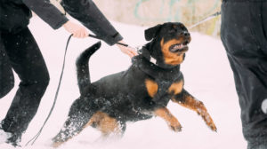 Patentino per cani pericolosi: la novità del 2020