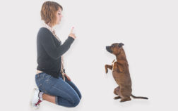 Addestramento di un cucciolo: le tappe fondamentali
