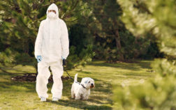 Coronavirus: sono i cani che devono aver paura dell’uomo