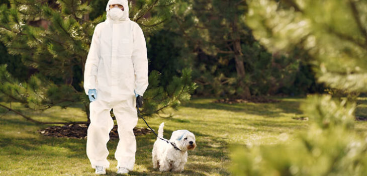 Coronavirus: sono i cani che devono aver paura dell’uomo