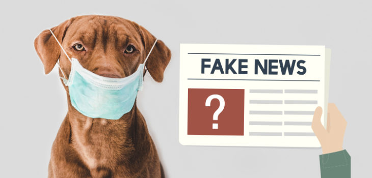 Fake news: anche cani e gatti possono essere contagiati, isolarli dai padroni