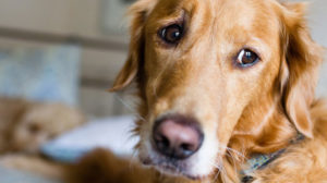 Febbre del cane: tutte le informazioni di cui hai bisogno