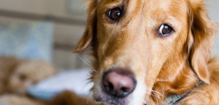 Febbre del cane: tutte le informazioni di cui hai bisogno
