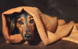 Post quarantena: come evitare l'ansia nel cane