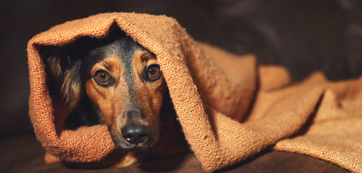 Post quarantena: come evitare l'ansia nel cane