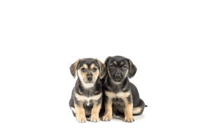 Prodotti per amanti dei cani