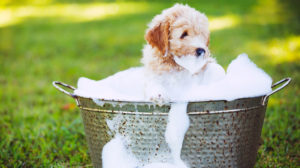 Primo bagnetto al cane: quando farlo?