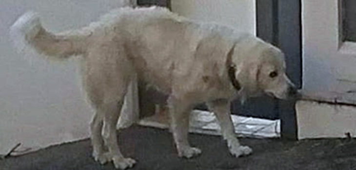Centinaia di cuccioli senza registrazioni e centinaia di cani smarriti in Abruzzo