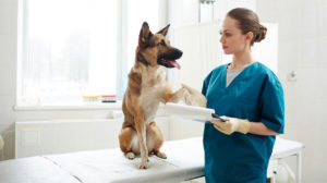 Malattie delle zampe del cane: cause, sintomi e trattamento