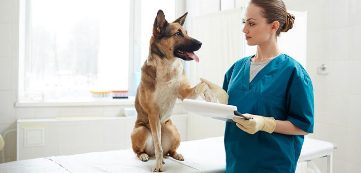 Malattie delle zampe del cane: cause, sintomi e trattamento