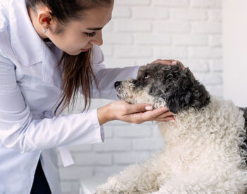 Cataratta canina: i sintomi e la cura