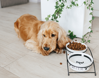 Il cane non mangia: cosa fare e come comportarsi