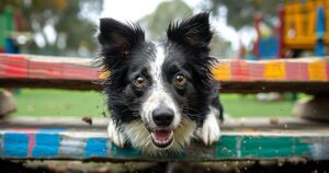 La Cognizione canina