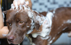Come scegliere prodotti sicuri per l’igiene del tuo cane