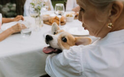 Snack BARF per cani