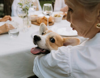 Snack BARF per cani: benefici, come usarli e dove comprarli