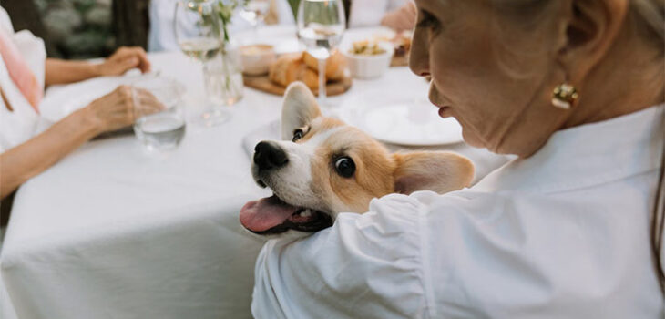 Snack BARF per cani