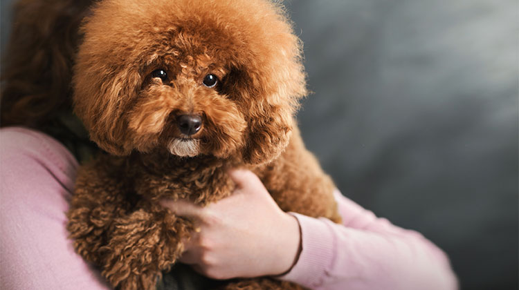 Cani di piccolissima taglia a pelo corto