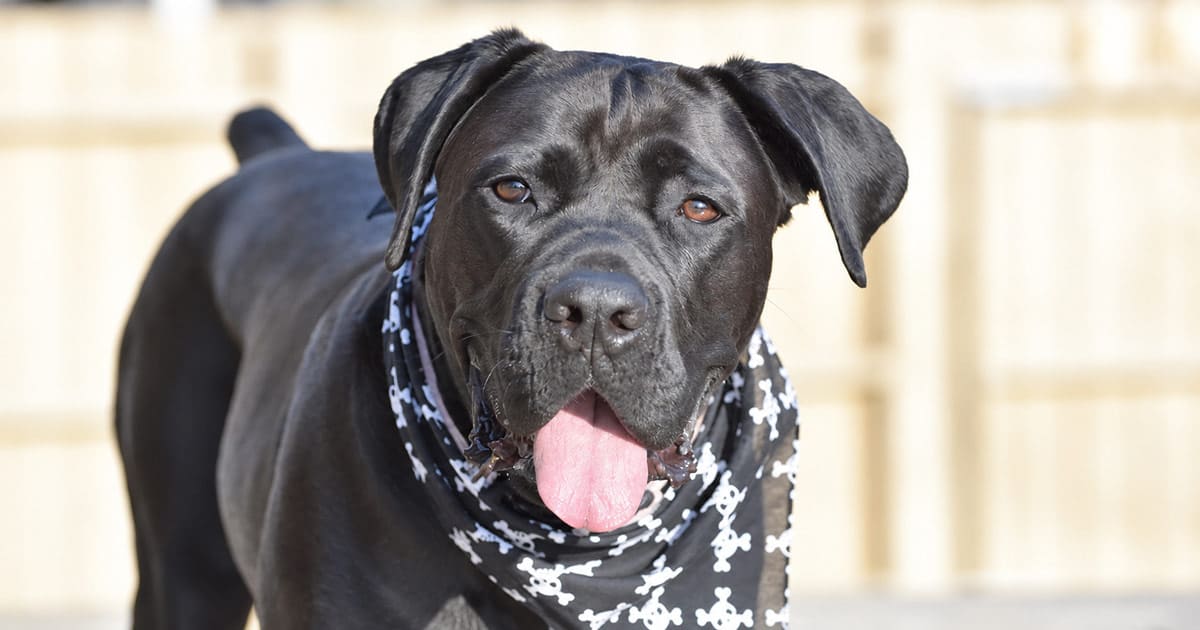 Guida agli antiparassitari per cani