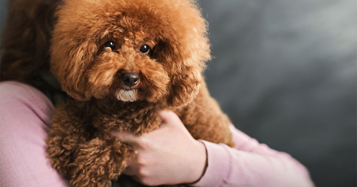Cani di piccolissima taglia a pelo corto