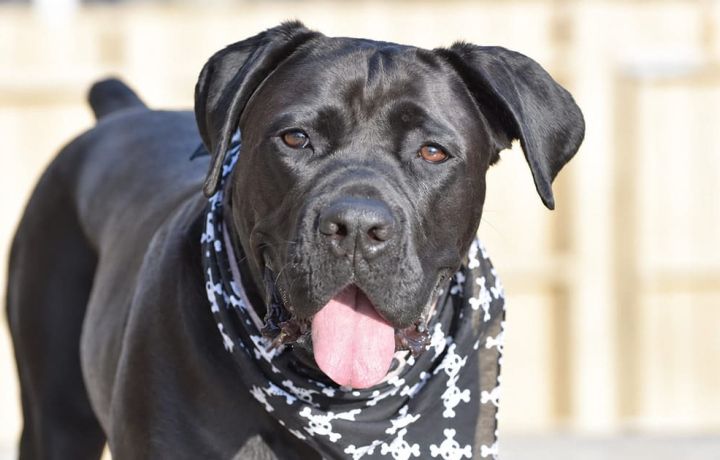 Guida agli antiparassitari per cani