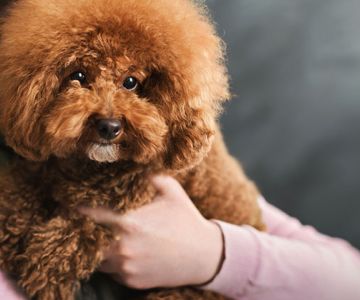 Cani di piccolissima taglia a pelo corto